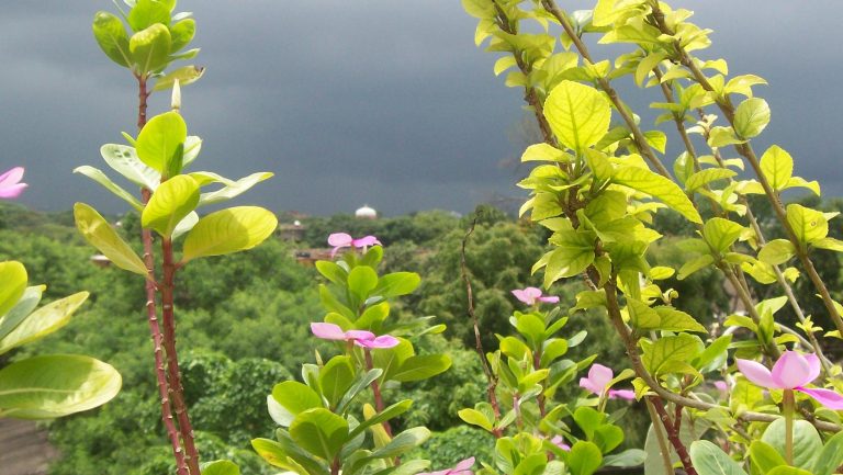 canaries-crop1